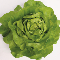 Sałata Antedis 5000 nasion ZW ST